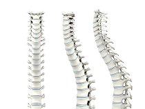 Cervical Spine Anatomy