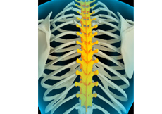 Thoracic Spine Anatomy